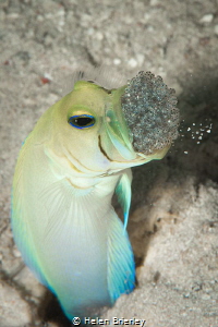Yellowhead Jawfish aerating the eggs by Helen Brierley 